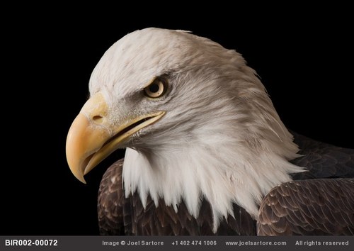 EricWindow1's profile picture. Retired Air Force Officer and Aviator
Raleigh,NC