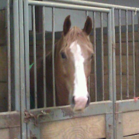 rgghappy's profile picture. Mobil Tack Trailer, I Love my Pooch, Rylee and my horse Happy. Life is to short, live it to the fullest!