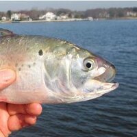 Menhaden Defenders (@menhaden_defend) 's Twitter Profile