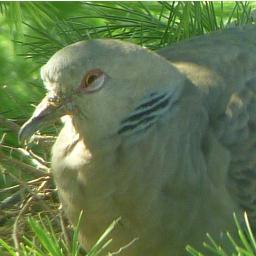 kiji_bato_bot's profile picture. キジバトのbotです
定期的にツイートします
自動でフォロー返しもします
リプ返しは行なっていません

AMはﾃﾞｰﾃﾞｰﾎﾟﾎﾟｰ1回で2時間を表しながら鳴きます
PMはｸｰｸｸﾞｯｸﾞｸﾞｰ1回で2時間を表しながら鳴きます