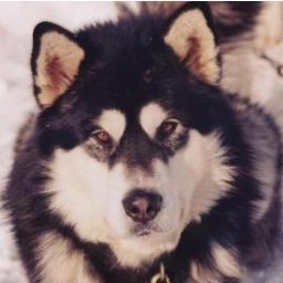 SebKOCET's profile picture. 