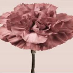 cheapchicmarke1's profile picture. Organizamos los mercadillos más originales de Madrid. Siempre con cosas que nos gustan, nos hacen la vida más divertida y que son una ganga.