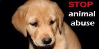 Dedico todo mi tiempo en tratar de salvar el derecho de los animales a no ser abusados.I spend all my time and my life to help animals because I love them .