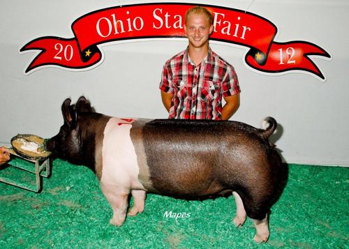 TDBSHOWPIGS's profile picture. 