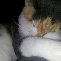 Tracy MacLaren (@top40mac) 's Twitter Profile