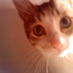Gato Haski (@diosuotro) Twitter profile photo