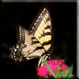 Doodlebuggirl8's profile picture. 