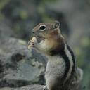 Dave Preston - @Troxxic - Twitter