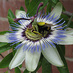 Christine Warren (@forgetmenotcdw) Twitter profile photo
