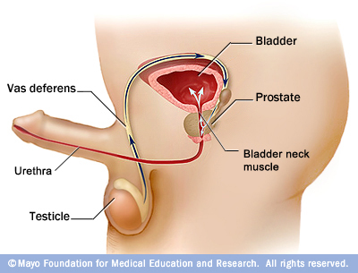 Testosterone comes from