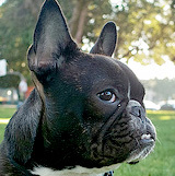 I'm a French Bulldog and this is my blog.