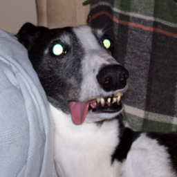 I'm a retired lady greyhound born in Ireland. I raced in Scotland and England. I even won a few races. All my pals call me Dax.