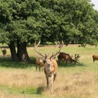 Teddington News (@twitteddington) 's Twitter Profile