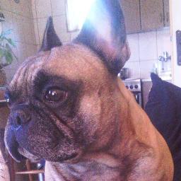 PsetoObicno's profile picture. 