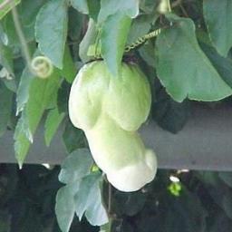 Frouto_Allo's profile picture. Βρώσιμος καρπός... pour tous!