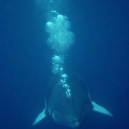 Marine co-ordinator Nature lover