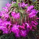 Raina Wilson - @xxylixx - Twitter