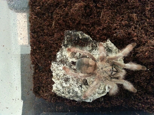 guides and tutorials for exotic pets and info and storys about my pets too!
