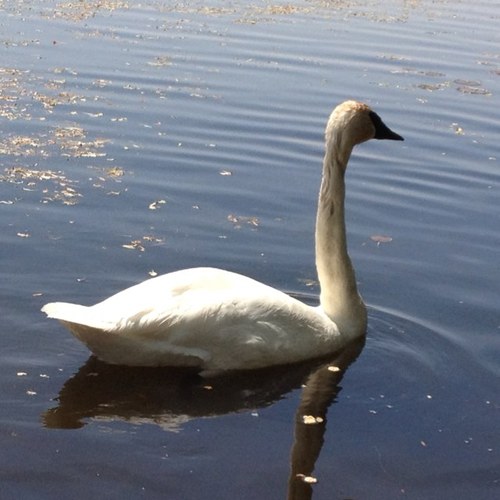 incurrent's profile picture. 