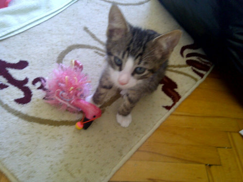 Kardeskediler's profile picture. Sevgi ve yakın ilgi herseyin ilacı😊