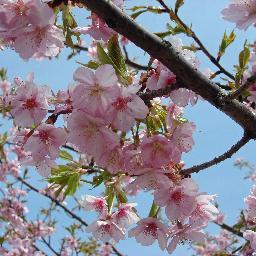 清流高麗川や桜堤、お釈迦さま、坂戸よさこい等々、坂戸市の魅力をたっぷりお楽しみください。