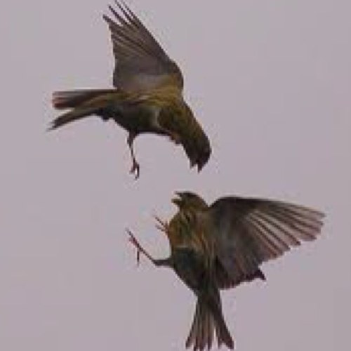 FuckYouBird's profile picture. I eat birds for breakfast.