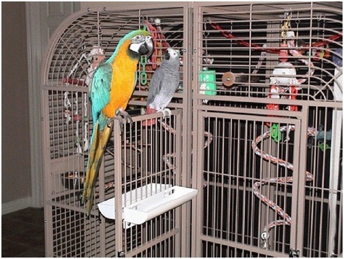 DoorSkirts_Plus's profile picture. We provide the easy to mount/remove positional durable DoorSkirts for your parrot cage door. Visit our website or check out the doorskirt on Amazon.com !