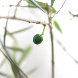 kakuozanhouse's profile picture. 覚王山駅そばの不動産屋、カクオウザンハウス（覚王山ハウス）店主です。お店のこともつぶやきますが、その他テキトーにつぶやきます。時々、ブログも書いています（http://t.co/5qku5q2C）。