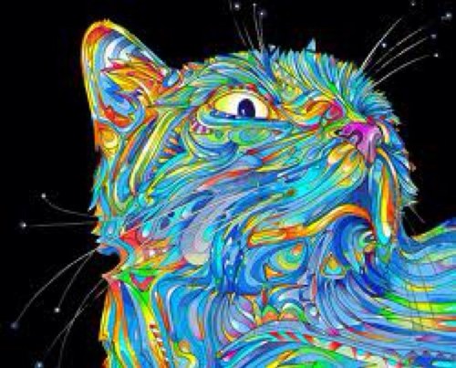 Kitty meow meow i want a new scratch post