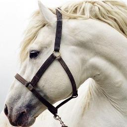 Equitación,flamenco,calzado complementos...tlf 661700064