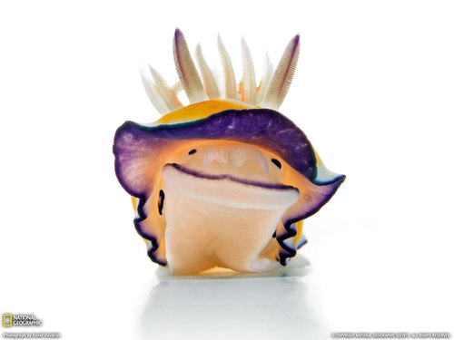 stage281's profile picture. 日台共栄万歳