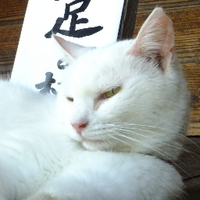 きく (@kikutaro71) Twitter profile photo