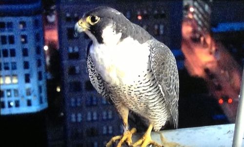 I'm always flying the skies but sometimes I take a break & hang out in front of the SKYFOX camera on top of the 1st Tennessee building in Downtown Memphis.