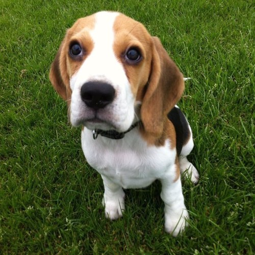 I like to eat things i shouldn't, I love a sleep, I love a cuddle