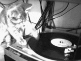 Me gusta el progresive,trance,house,dance techno,electropop y todo lo relacionado con el movimiento ELECTRO, y mi pasion coleccionar musica electronica.