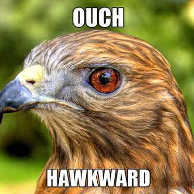 animal puns animalpuns twitter animal puns animalpuns twitter
