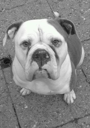 BostonBull1973 Profile Picture