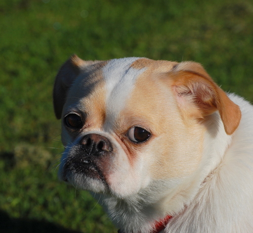 I am a puggle-shihtzu mix with a very human-like personality. Yes I was named after Family Guy-no to martinis though. Food aficionado-except for tortilla chips.