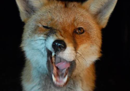 FoxGotBass is a new site aimed at promoting the very best in UK Bass, Drum and Bass, Garage, Dubstep, Hip Hop and House music. Get Involved.