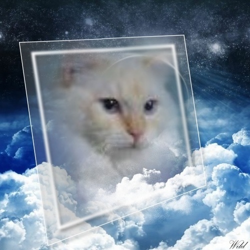 Me is a beautiful ragdoll lady! The snuggie love laying in paper bags 
and nommy on my nip mouse! Me  Went to OTRB on april 11 2012