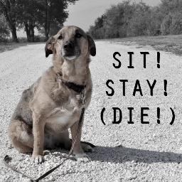 Sit!Stay!Die! is a documentary about the soul and personality of abused and abandoned dogs that found shelter with a young woman in rural Hungary - 180 of them!