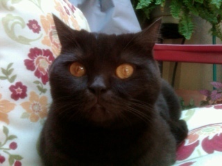 pjf949's profile picture. Worked in pharma for 20 years- passion for biotech stocks. Swing/day trader and investor, depending what market dictates.