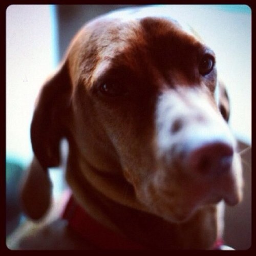 OliveVizslaGirl's profile picture. I am Olive the Vizsla I’m 7yrs old but look much younger because my owner takes me running 3 times a week and feeds me a diet of raw chicken and kibble, yummy!