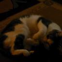 Tyler Rutt - @tylersdaman - Twitter