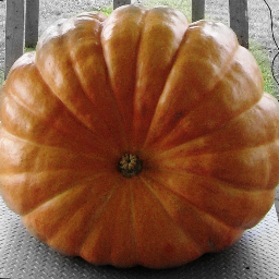 A fall celebration since 1996, Giant Pumpkins and other Giant Vegetables weighed in while featuring the best of the community!