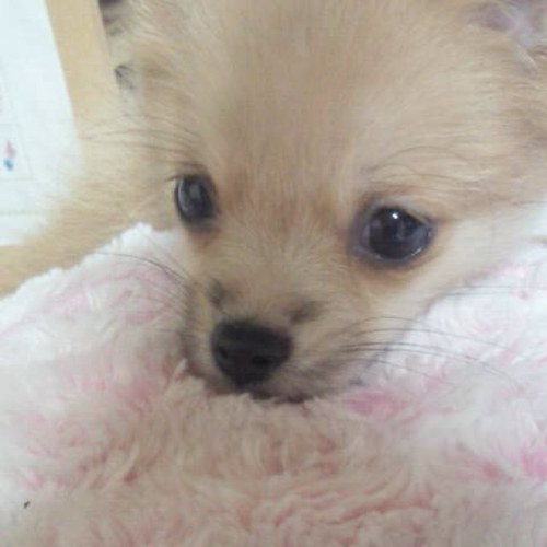 nao1933's profile picture. スピッツ、レミオロメンなどなどライブ好き♪三人の子供達のお母さん。この度ポメチワのポン酢ちゃんが仲間入りし賑やかに暮らしてます(#^.^#)