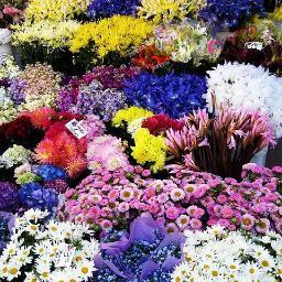 A small flower shop in Las Vegas.