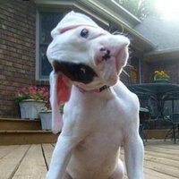 Booosh (@boosheytime2012) 's Twitter Profile
