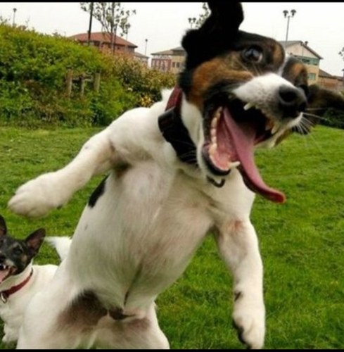 chainsford4's profile picture. 