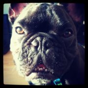 ChewyLouieXIV's profile picture. 